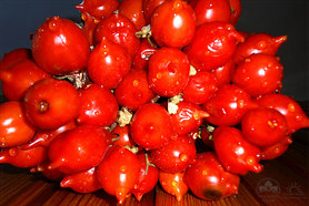 Pomodorini del Piennolo del Vesuvio (Cherrytomaten vom Vesuv)